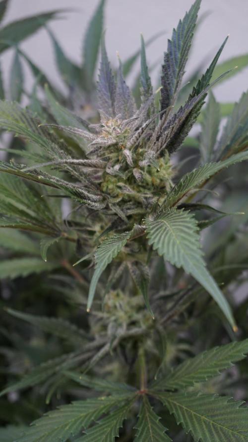 Strawberry Gorilla Auto - Sonnenerde. Week 11