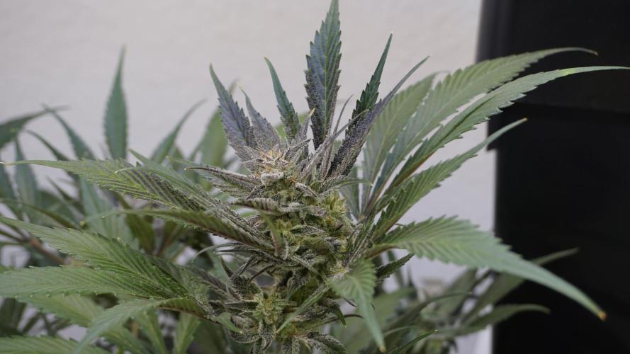 Strawberry Gorilla Auto - Sonnenerde. Week 11