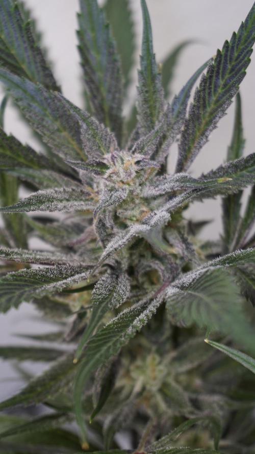 Strawberry Gorilla Auto - Sonnenerde. Week 11