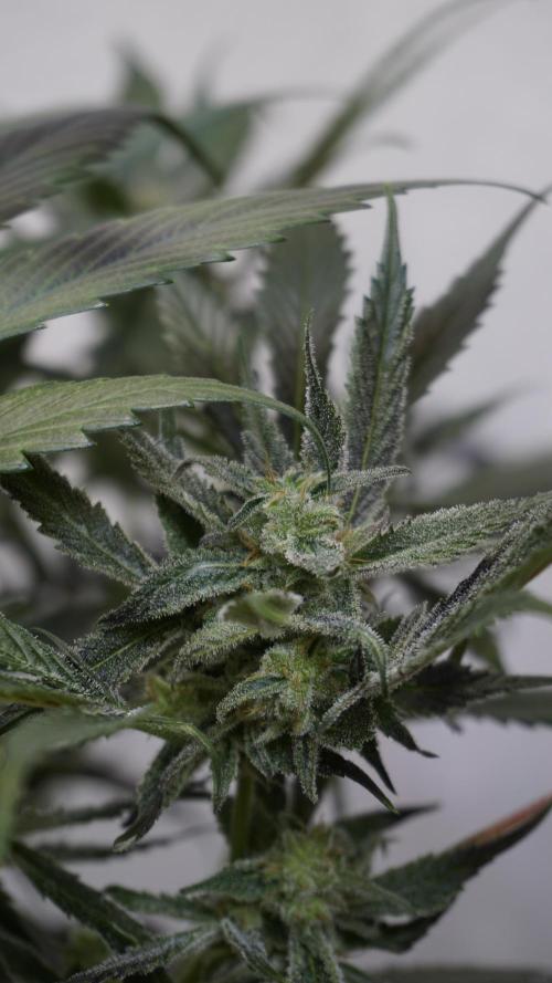 Strawberry Gorilla Auto - Sonnenerde. Week 11