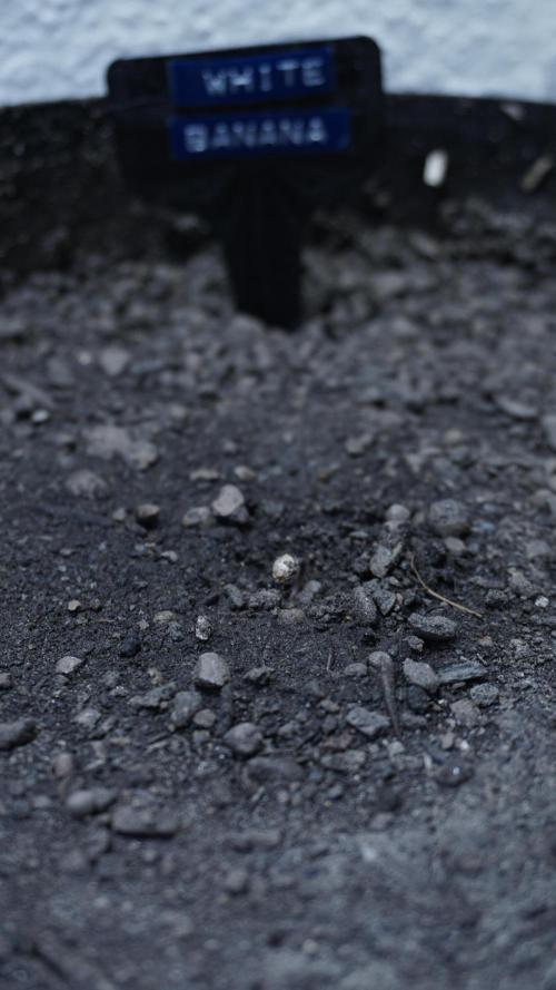 White Banana X Sonnenerde. Week 0