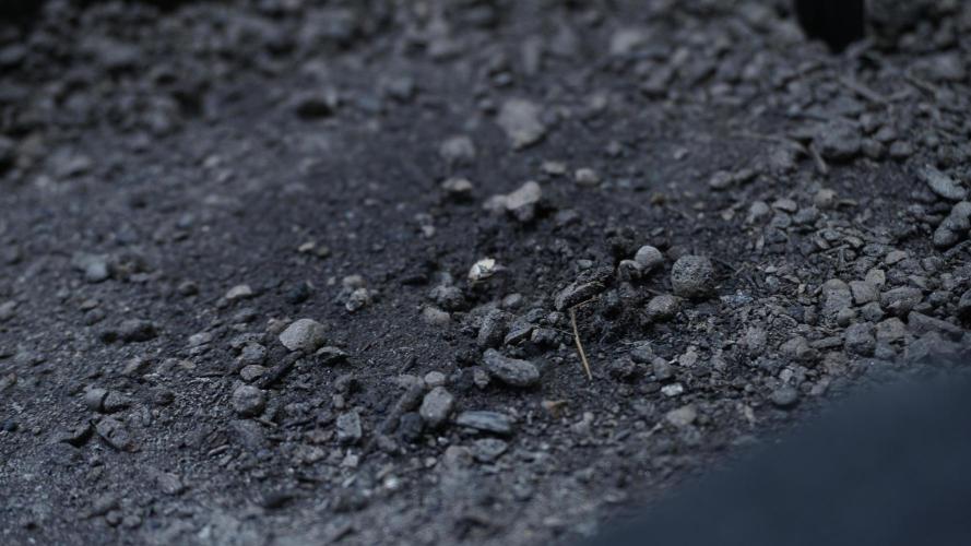 White Banana X Sonnenerde. Week 0