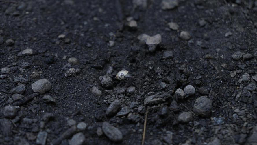 White Banana X Sonnenerde. Week 0