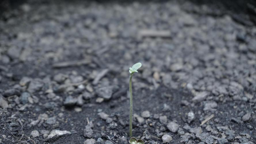 Russian Automatic X Sonnenerde. Week 0