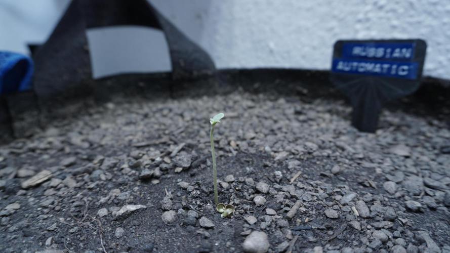 Russian Automatic X Sonnenerde. Week 0