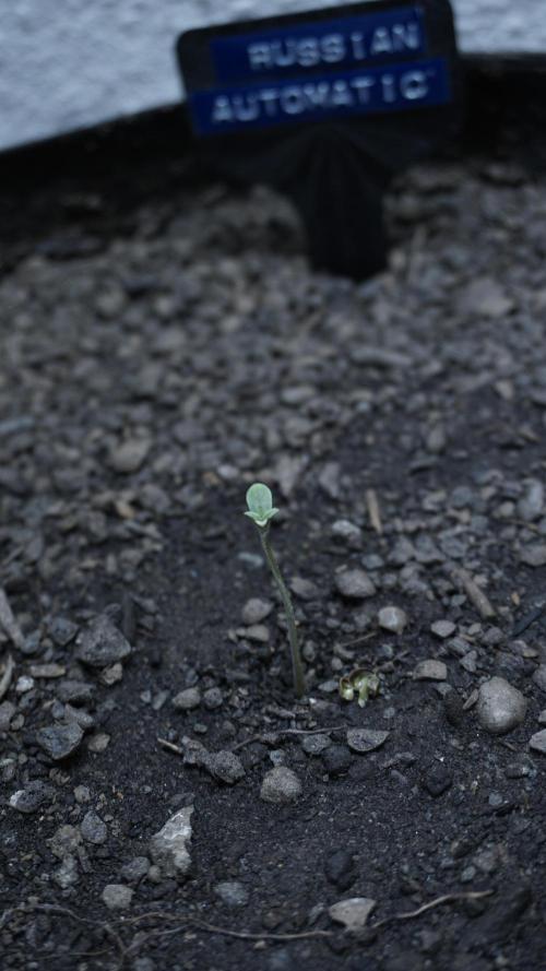 Russian Automatic X Sonnenerde. Week 0