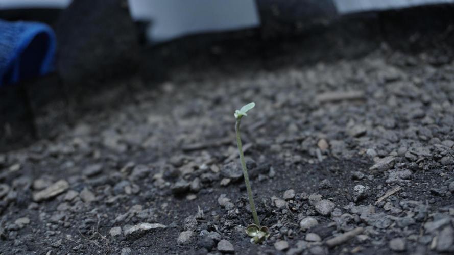 Russian Automatic X Sonnenerde. Week 0