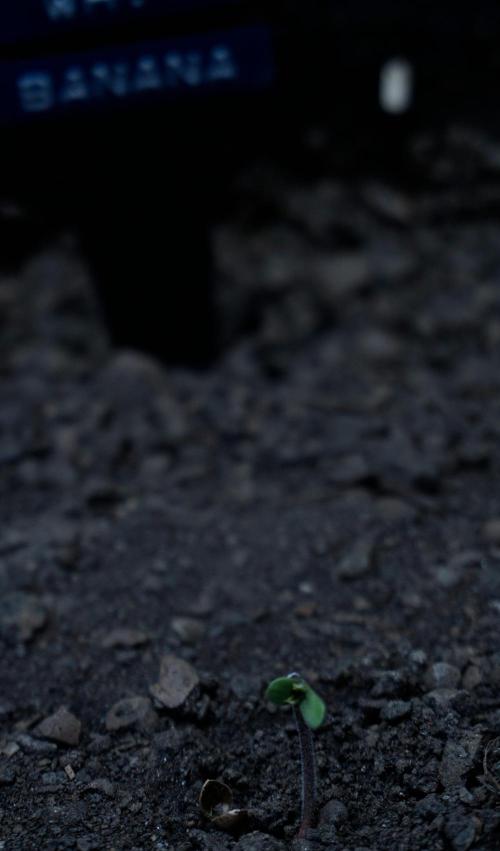 White Banana X Sonnenerde. Week 1