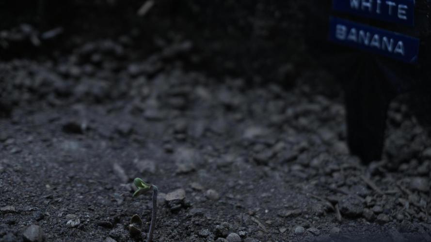 White Banana X Sonnenerde. Week 1