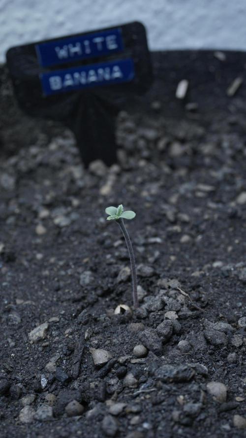 White Banana X Sonnenerde. Week 1