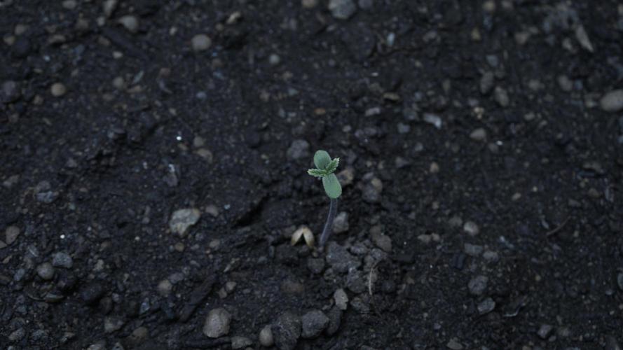 White Banana X Sonnenerde. Week 1