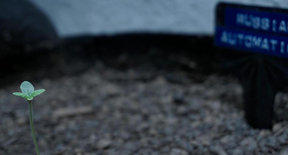 Russian Automatic X Sonnenerde. Week 1