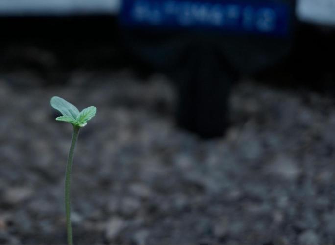 Russian Automatic X Sonnenerde. Week 1