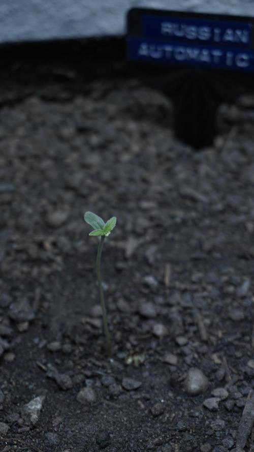 Russian Automatic X Sonnenerde. Week 1