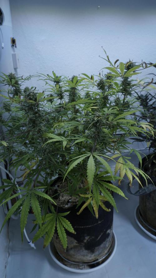 Lemon Pie Auto - Sonnenerde. Week 12