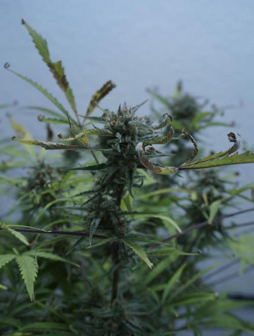 Lemon Pie Auto - Sonnenerde. Week 12