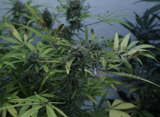 Lemon Pie Auto - Sonnenerde. Week 12