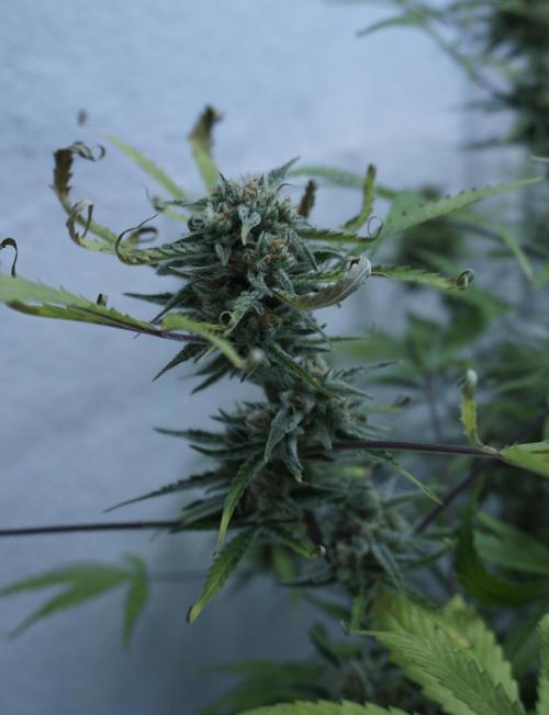 Lemon Pie Auto - Sonnenerde. Week 12