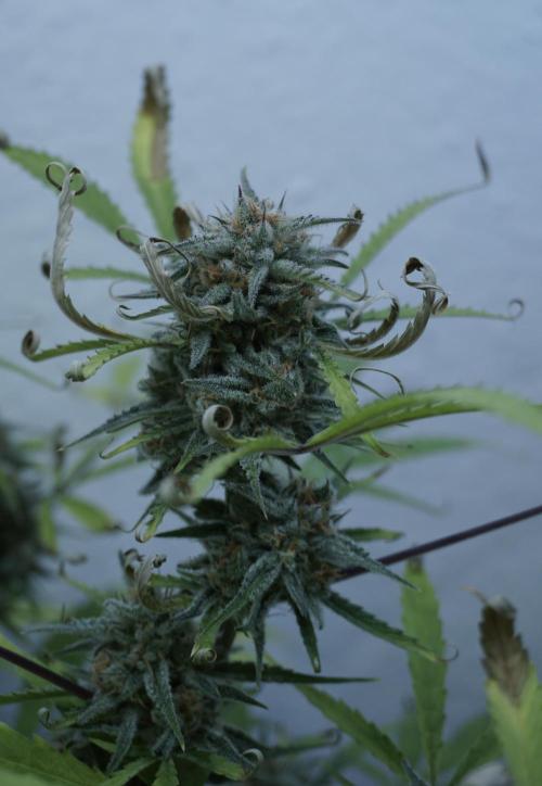 Lemon Pie Auto - Sonnenerde. Week 12