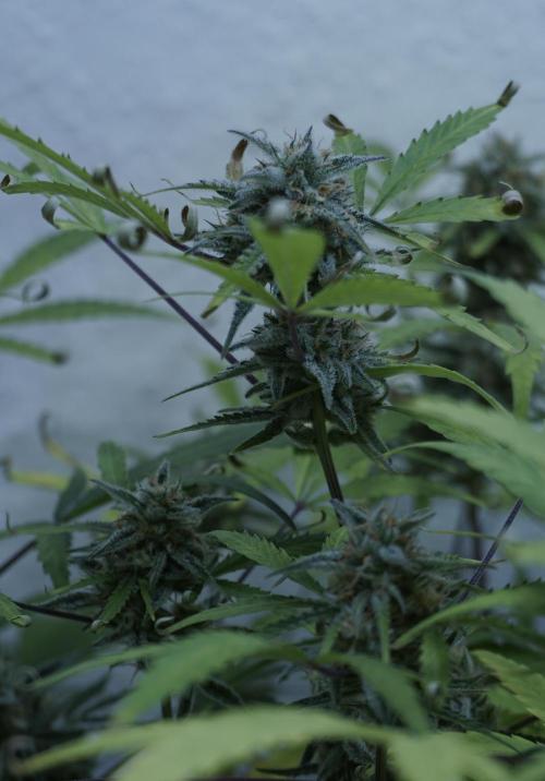 Lemon Pie Auto - Sonnenerde. Week 12