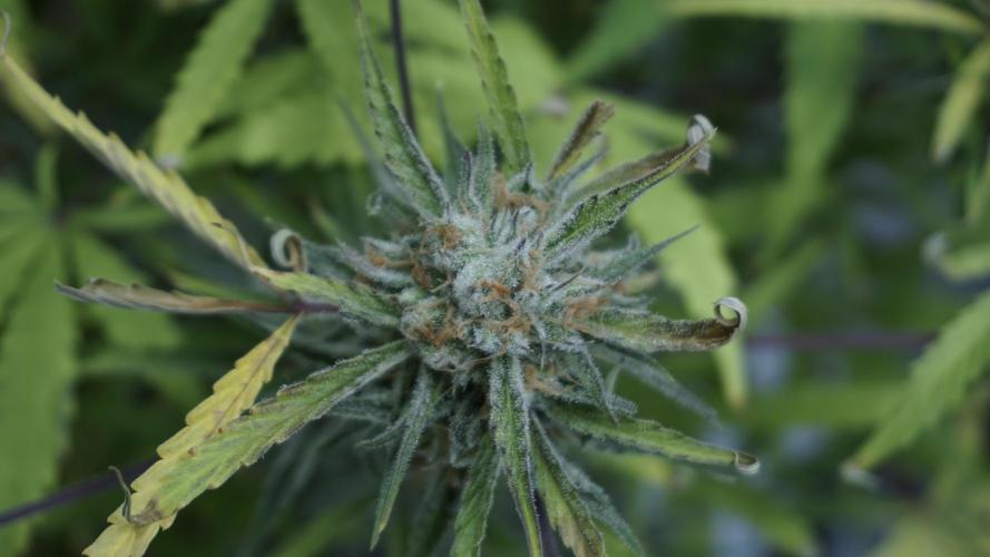 Lemon Pie Auto - Sonnenerde. Week 12