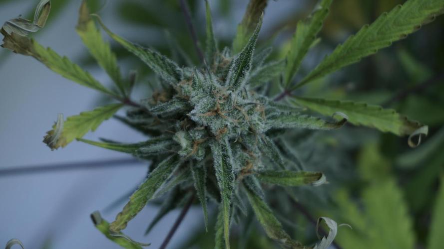 Lemon Pie Auto - Sonnenerde. Week 12