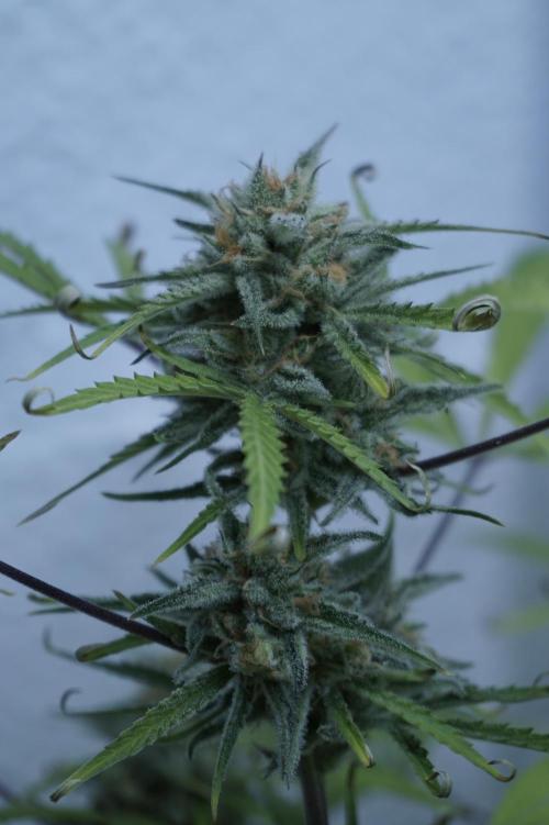 Lemon Pie Auto - Sonnenerde. Week 12