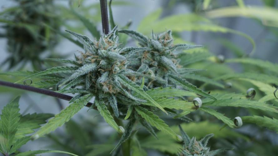 Lemon Pie Auto - Sonnenerde. Week 12