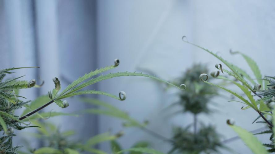 Lemon Pie Auto - Sonnenerde. Week 12