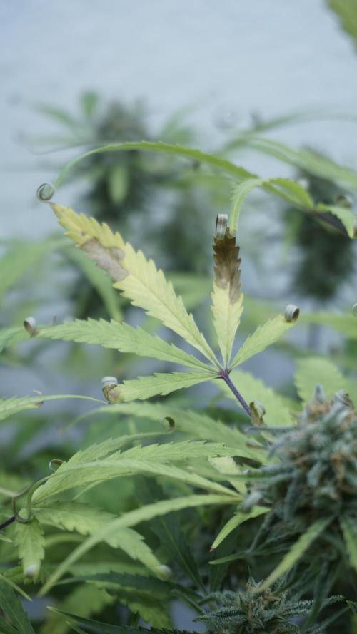 Lemon Pie Auto - Sonnenerde. Week 12