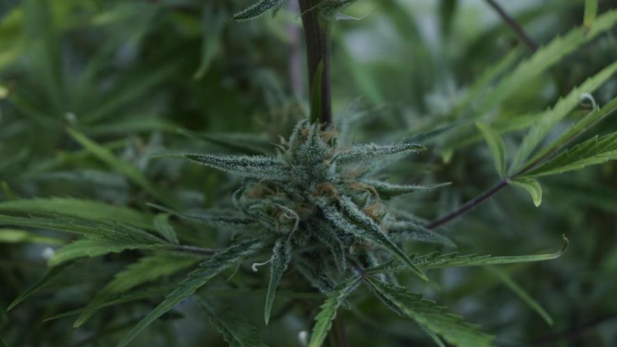 Lemon Pie Auto - Sonnenerde. Week 12