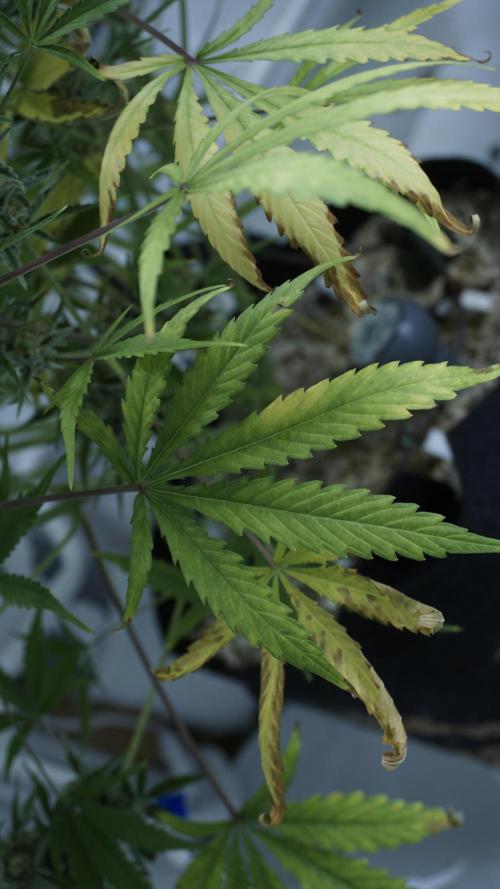 Lemon Pie Auto - Sonnenerde. Week 12