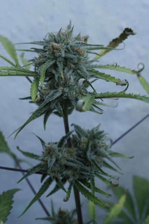 Lemon Pie Auto - Sonnenerde. Week 12