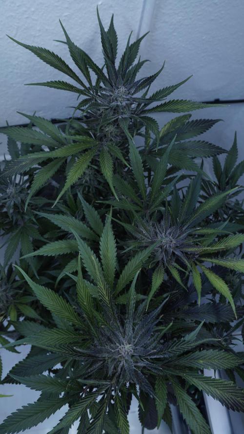 Strawberry Gorilla Auto - Sonnenerde. Week 12