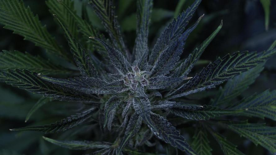 Strawberry Gorilla Auto - Sonnenerde. Week 12