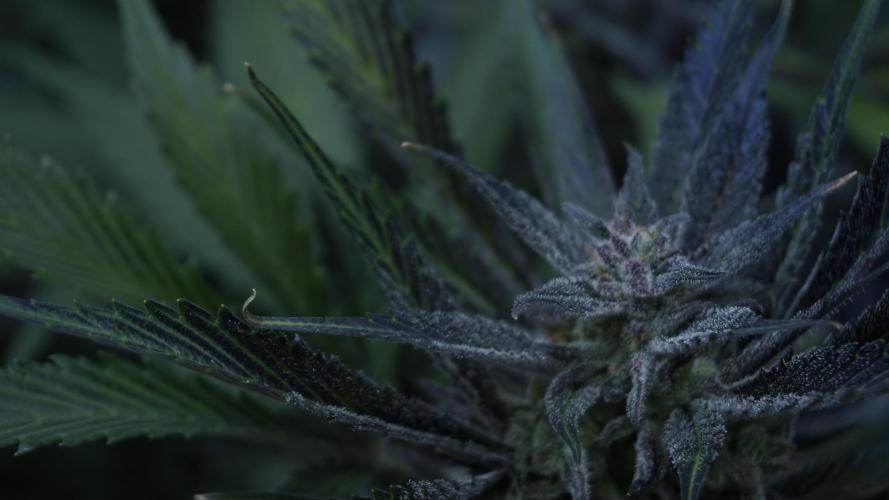 Strawberry Gorilla Auto - Sonnenerde. Week 12