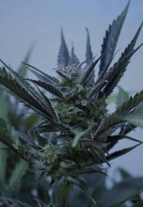 Strawberry Gorilla Auto - Sonnenerde. Week 12