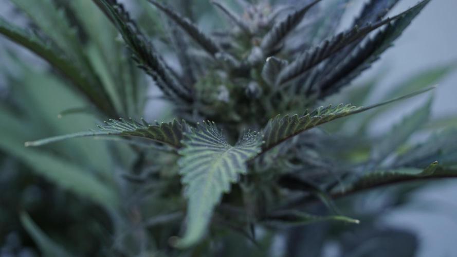 Strawberry Gorilla Auto - Sonnenerde. Week 12