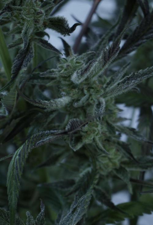 Strawberry Gorilla Auto - Sonnenerde. Week 12