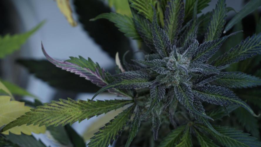 Strawberry Gorilla Auto - Sonnenerde. Week 12