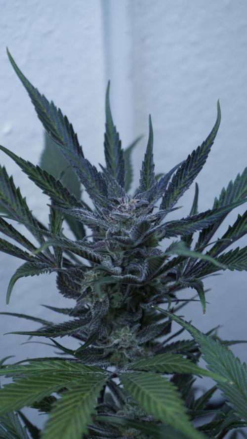 Strawberry Gorilla Auto - Sonnenerde. Week 12