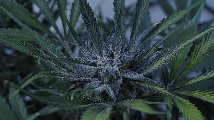 Strawberry Gorilla Auto - Sonnenerde. Week 12