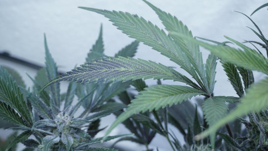 Strawberry Gorilla Auto - Sonnenerde. Week 12