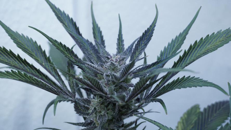 Strawberry Gorilla Auto - Sonnenerde. Week 12