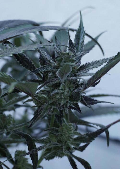 Strawberry Gorilla Auto - Sonnenerde. Week 12