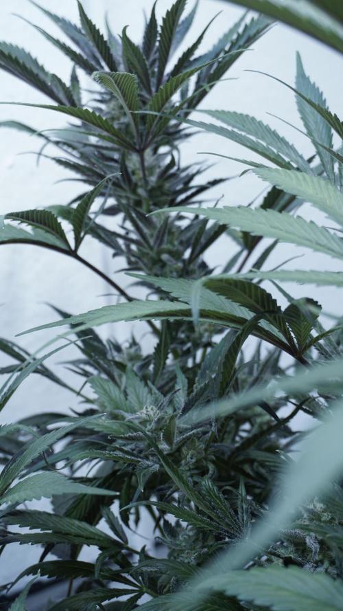 Strawberry Gorilla Auto - Sonnenerde. Week 12