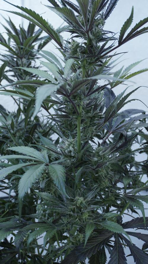 Strawberry Gorilla Auto - Sonnenerde. Week 12