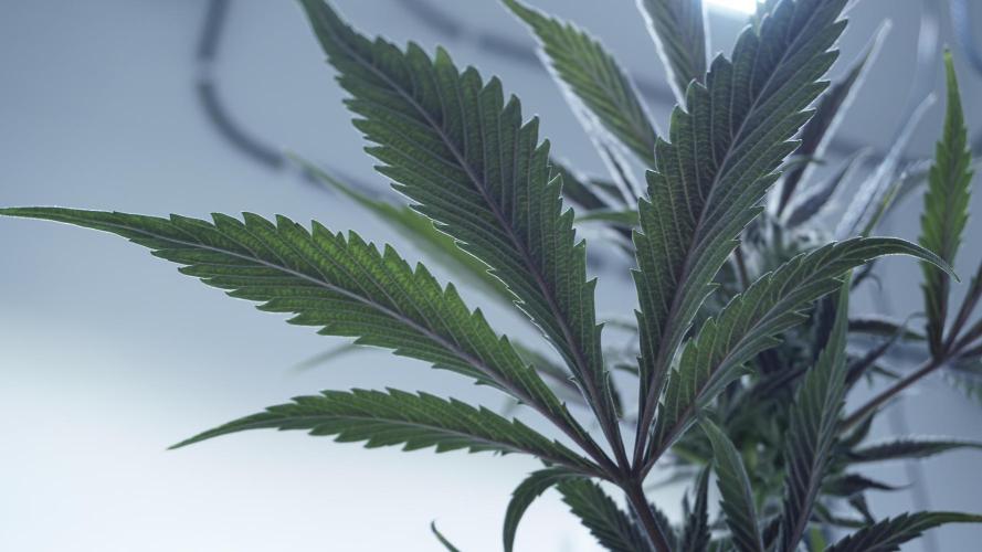 Strawberry Gorilla Auto - Sonnenerde. Week 12