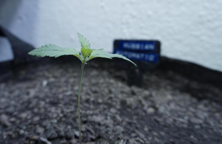 Russian Automatic X Sonnenerde. Week 2