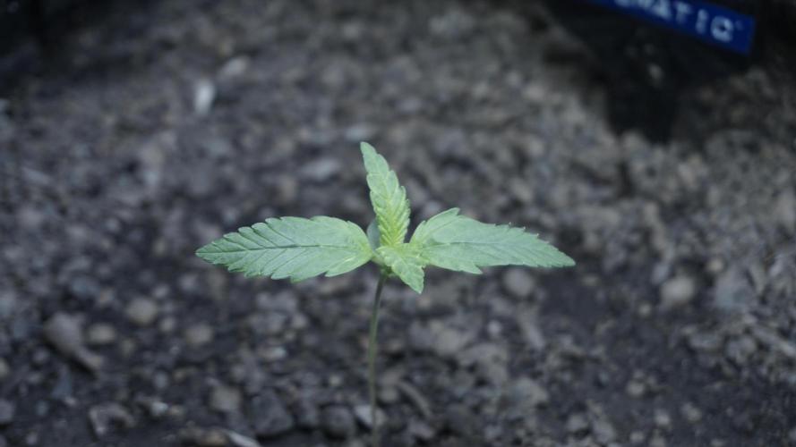 Russian Automatic X Sonnenerde. Week 2